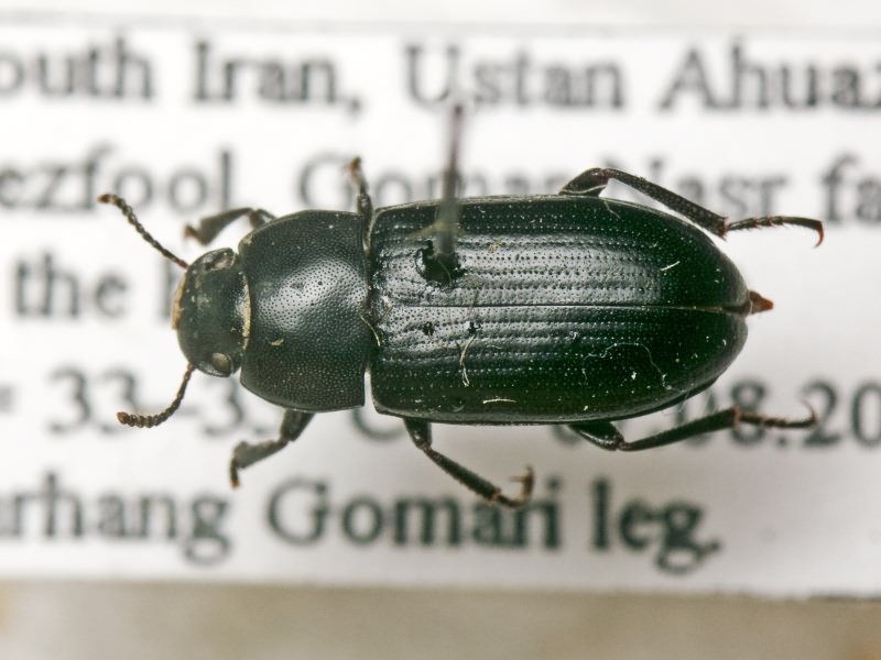 Tenebrionidae Latreille, 1802